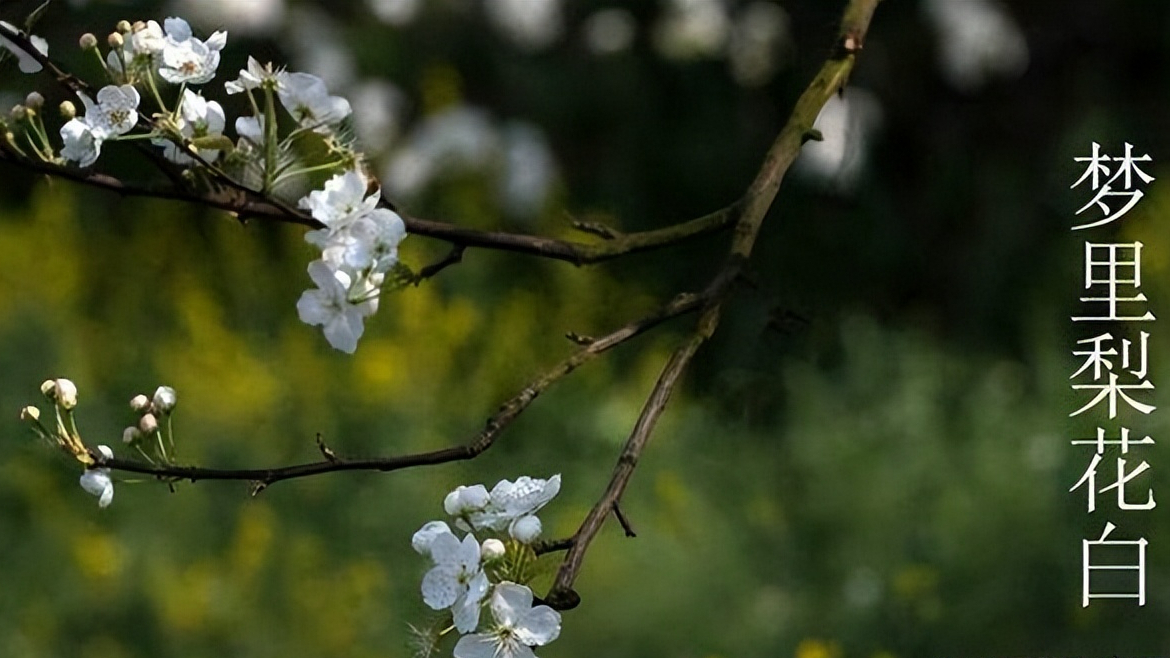 春日梨花树树，粉淡香清自一家