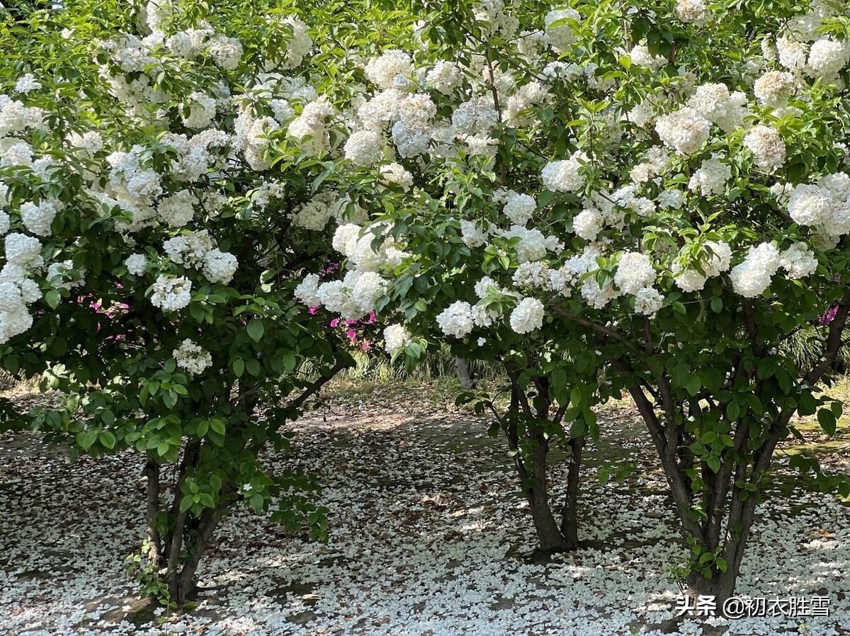 晚春晦日送春古诗七首赏读：芳菲歇去何须恨，夏木阴阴正可人