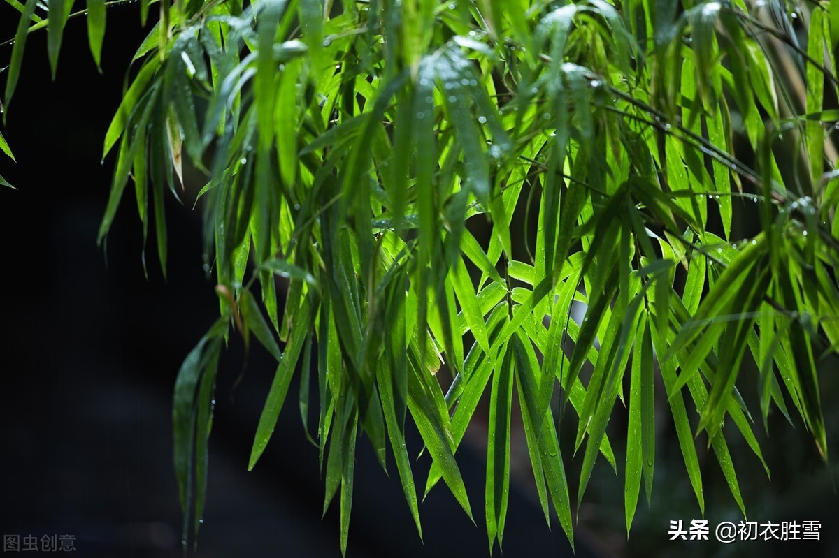 清新夏竹绝句七首赏读：年年到朱夏，叶叶是清风