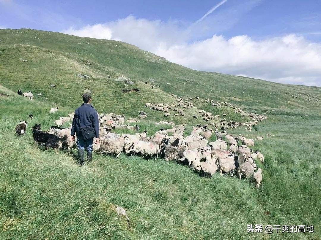 散文 | 李霁：大山里的牧羊人