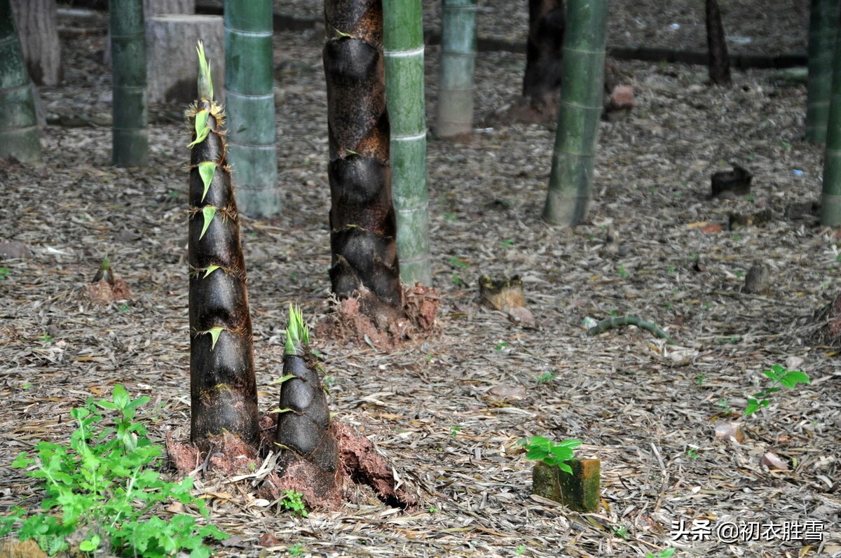 清新夏竹绝句七首赏读：年年到朱夏，叶叶是清风