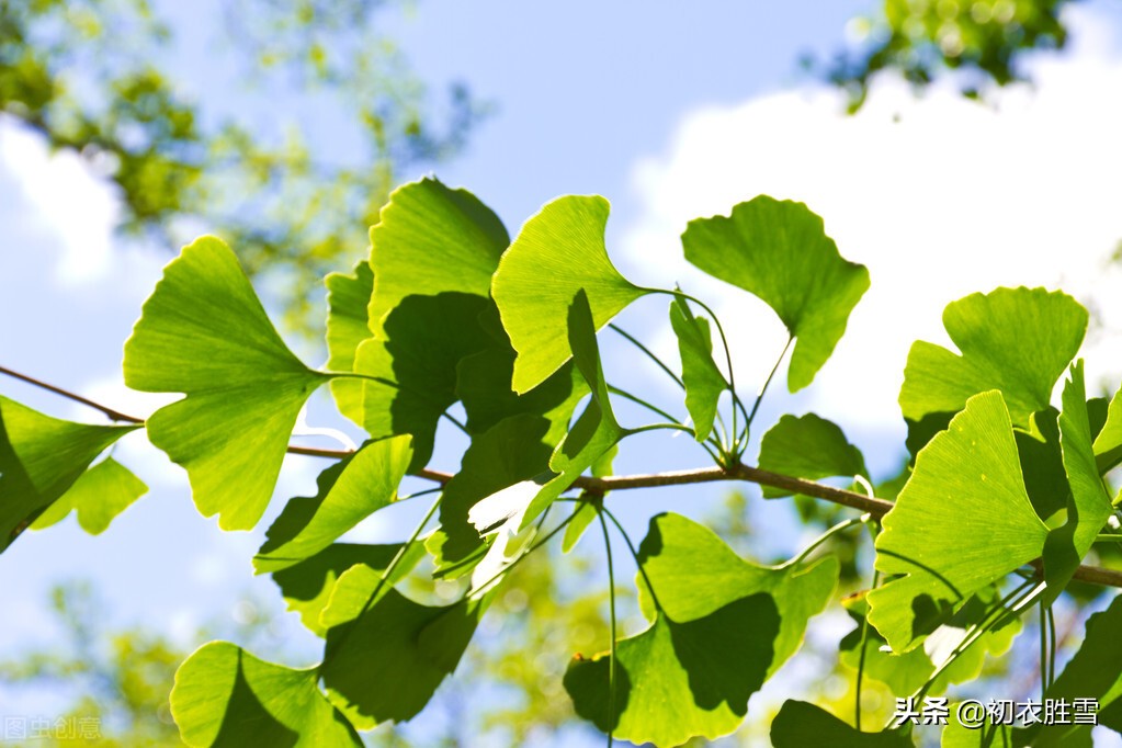 二十四节气夏至古诗六首：夏至一阴生，微阴生九原