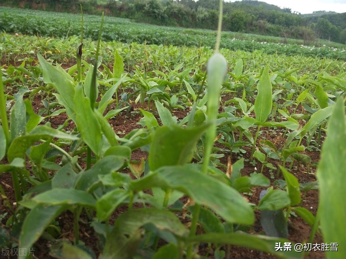 夏之半，半夏生，看看五首古诗中的半夏和夏半