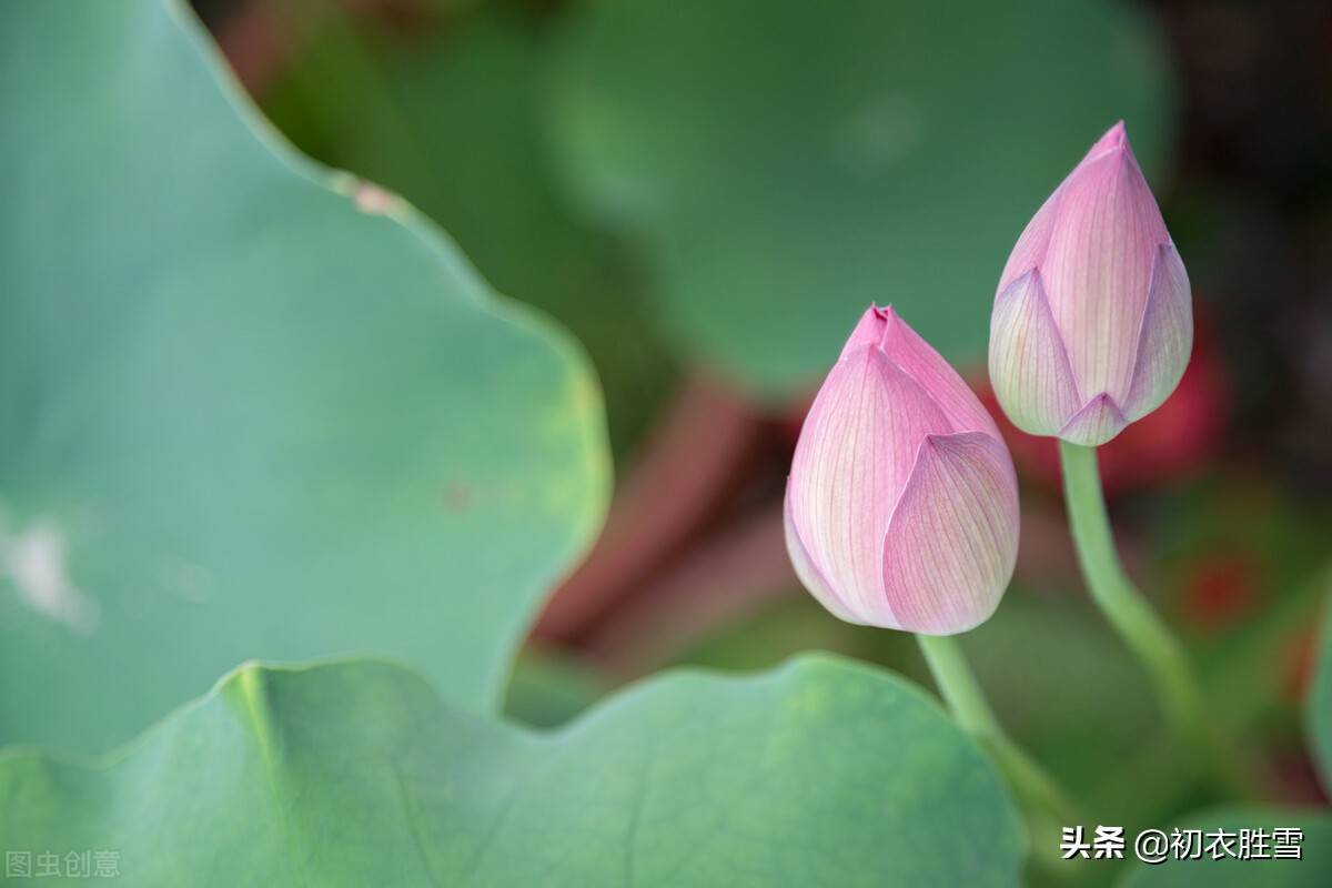 仲夏菡萏美诗七首赏读：一支菡萏瓣初张，五月初开菡萏花