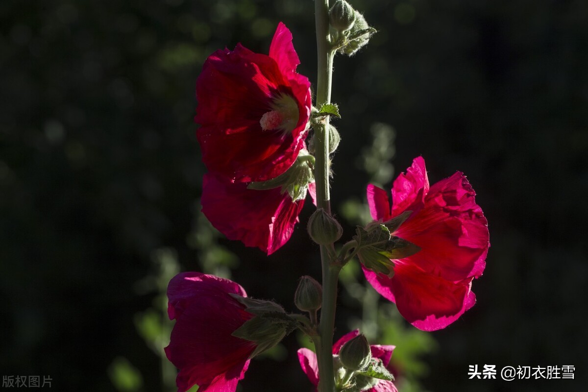 夏花蜀葵古诗词九首：一丈高枝花百朵，值得名为一丈红