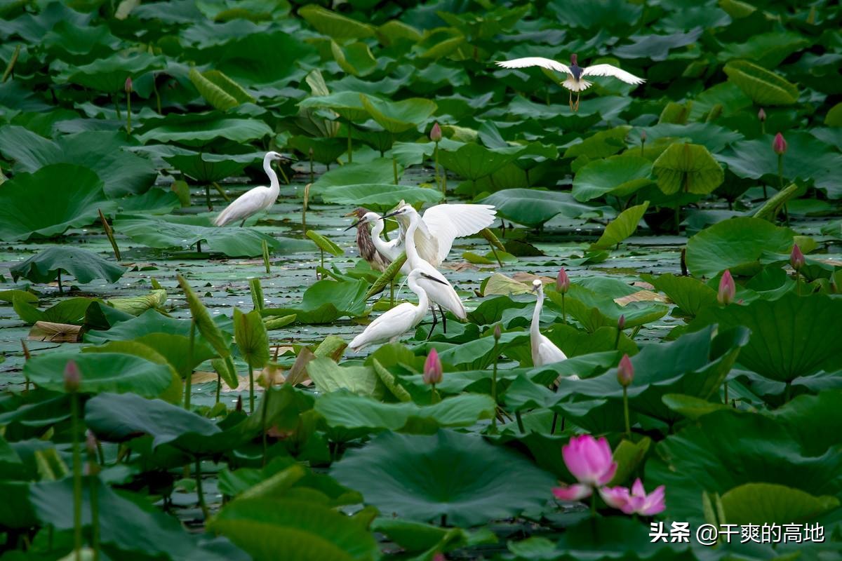 散文 | 苏北：看荷记