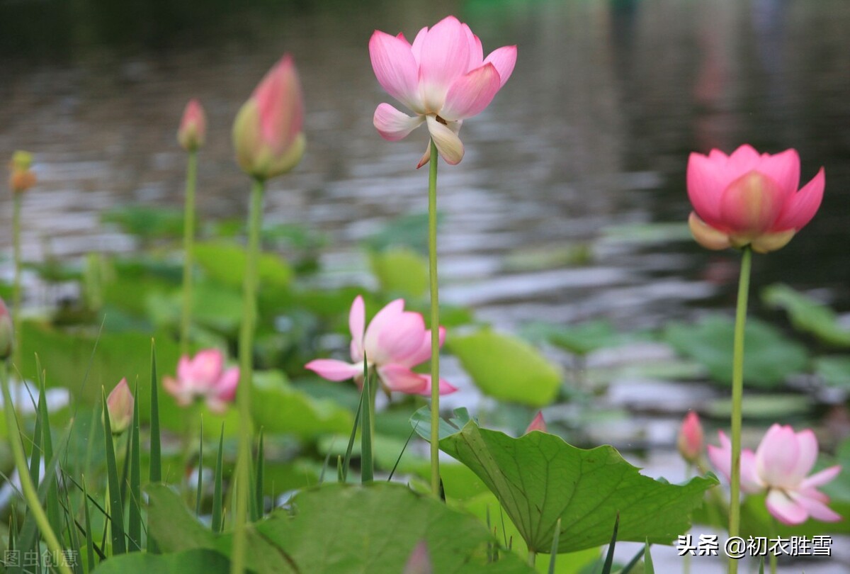 仲夏菡萏美诗七首赏读：一支菡萏瓣初张，五月初开菡萏花