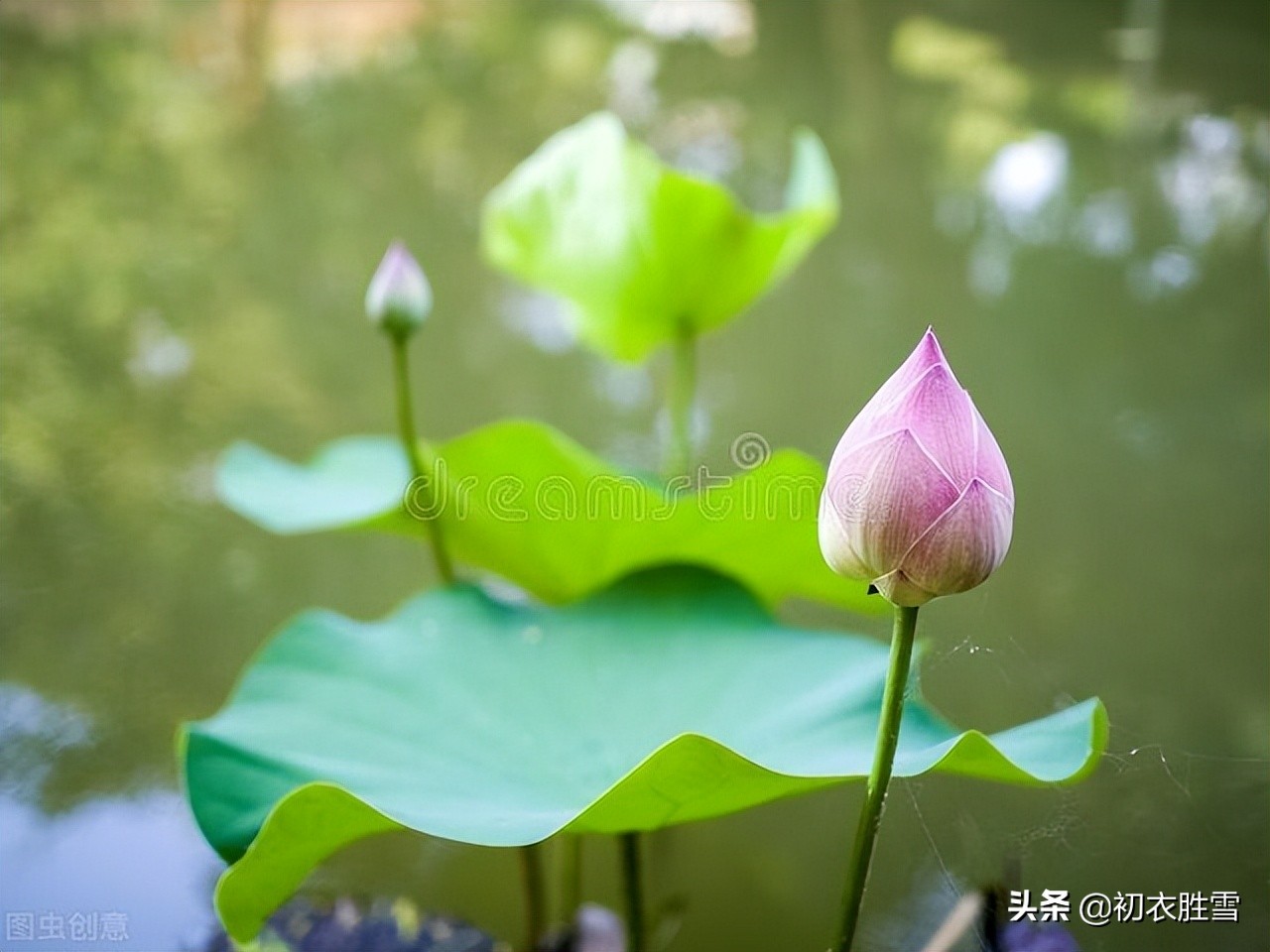 仲夏菡萏美诗七首赏读：一支菡萏瓣初张，五月初开菡萏花