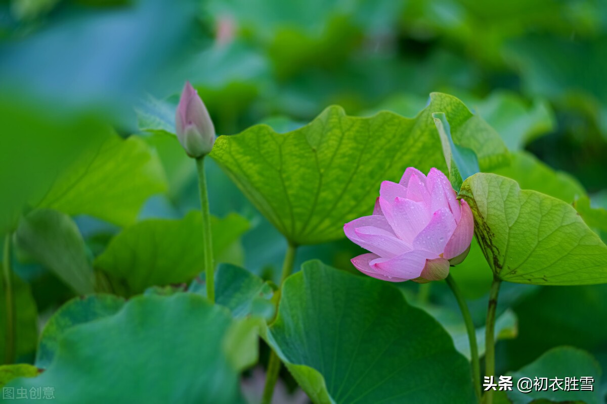 仲夏清新早荷美诗五首：一花一叶自相连，待得花开叶已圆