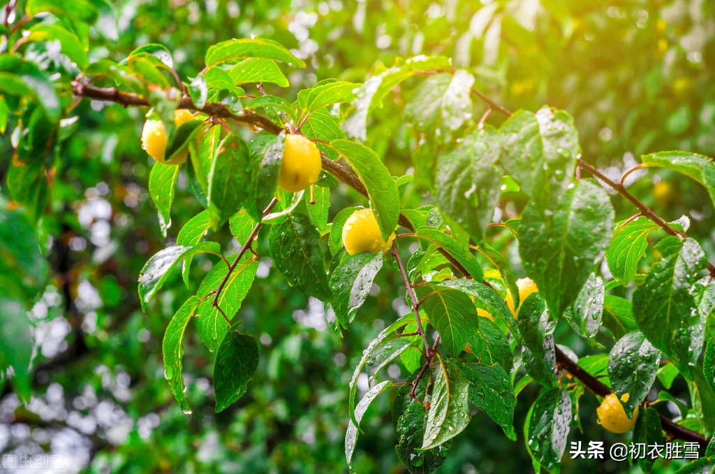 古诗梅雨季五首：梅雨洒芳田，黄梅雨气蒸