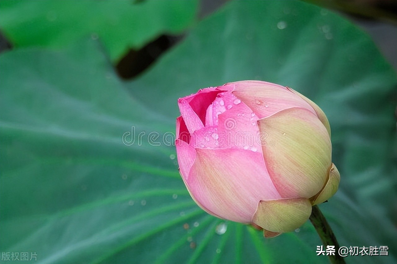 仲夏菡萏美诗七首赏读：一支菡萏瓣初张，五月初开菡萏花