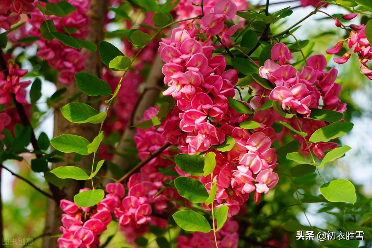 二十四节气夏至古诗六首：夏至一阴生，微阴生九原