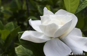 古诗七首说栀子，传统的栀子花，怎么在宋朝变成了外来的薝卜花？