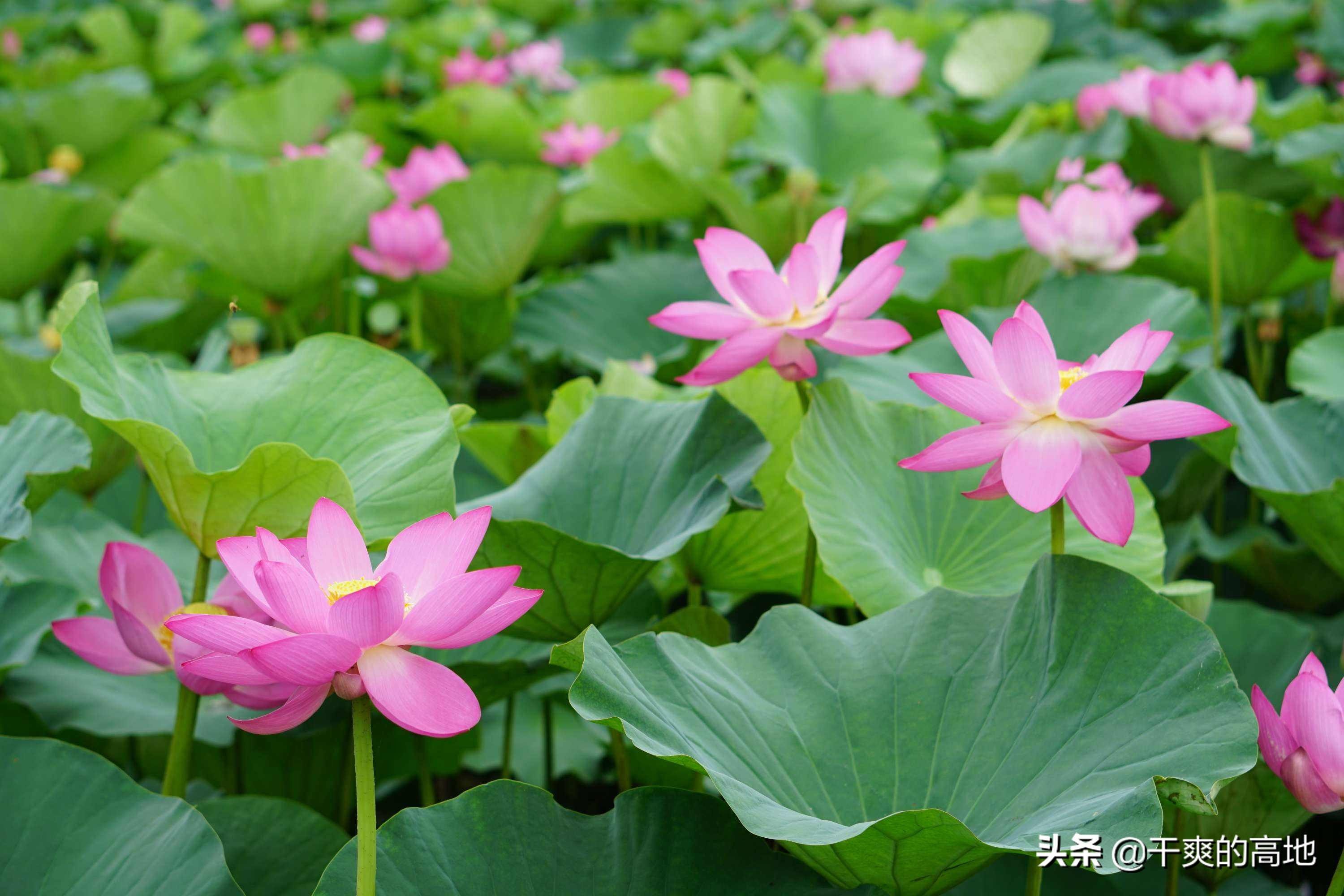 散文 | 苏北：看荷记