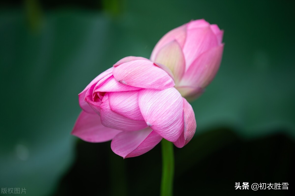 古诗八首，谈谈同心与同心莲，莲本同心，花开并蒂