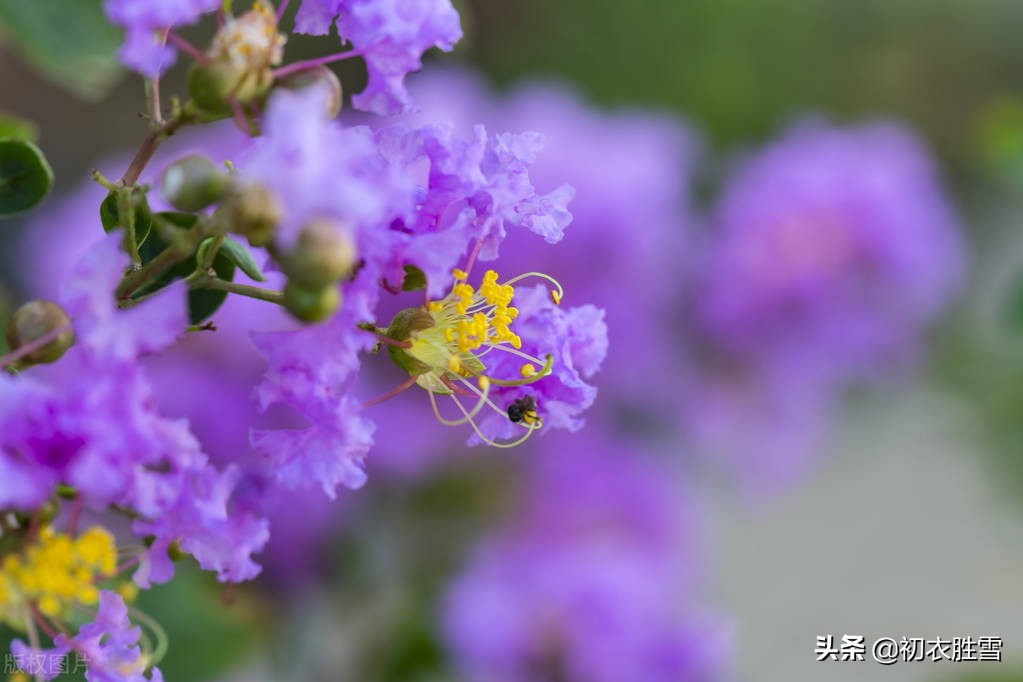 仲夏紫薇花六首，白居易的典雅，韩偓的沧桑，杨万里的乐观明丽