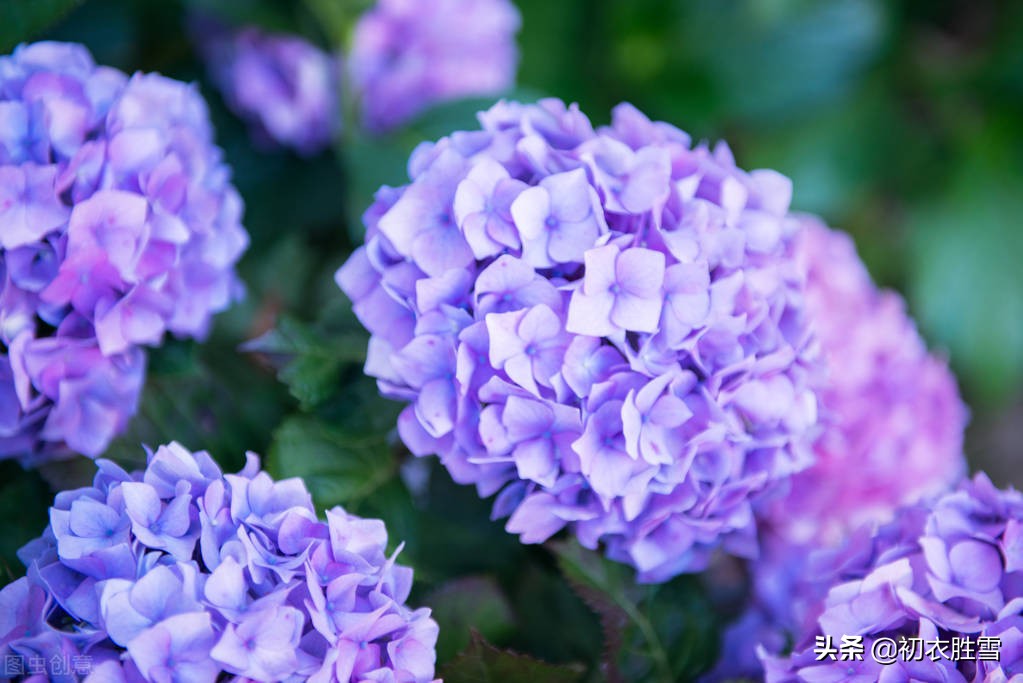 夏花草绣球古诗词五首，紫阳花开，无尽夏