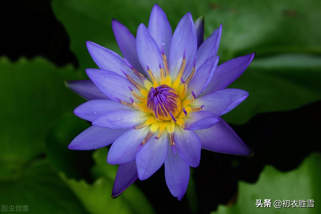 古诗词五首寻找睡莲，李白最爱的青莲，就是紫色睡莲