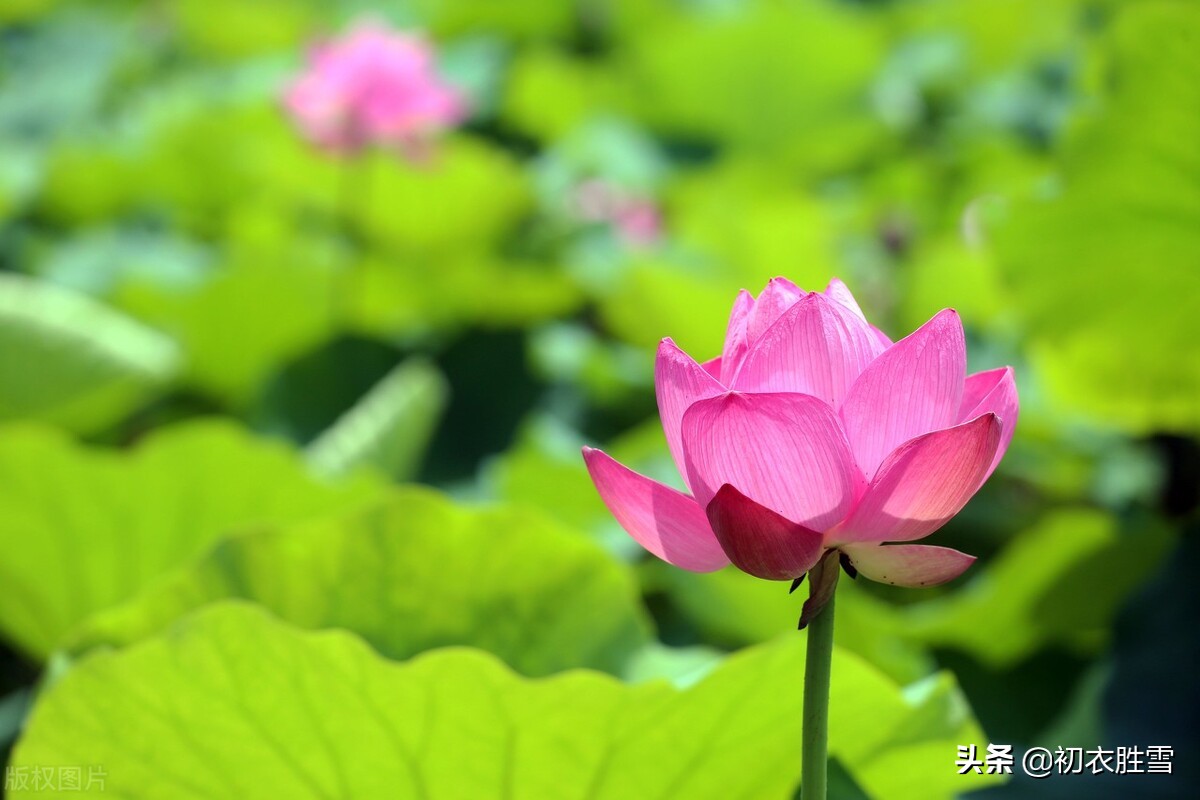 荷花诗词八首，溯源六月荷花节，荷花生日，荷花花神的来历