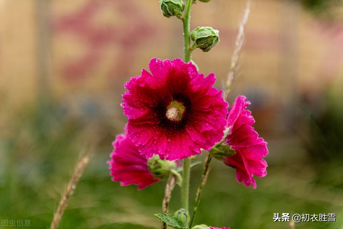 季夏美诗绝句七首赏读：十里荷花两袖香，禅心本不在炎凉