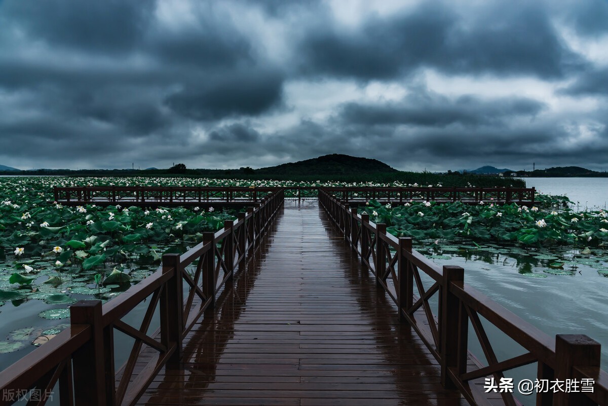 季夏溽暑古诗六首：游鱼出没一世人，静心谁得似禅师？