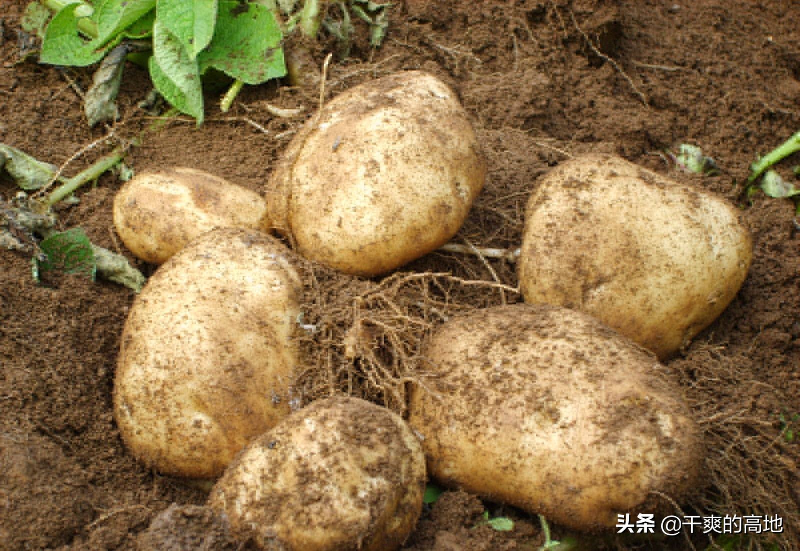 散文 | 叶梓：土豆往事