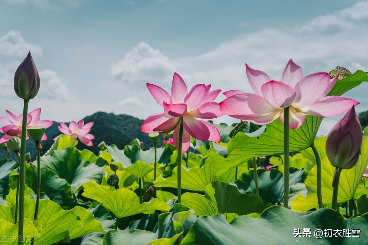 朝日荷花古诗词九首赏读：日出江花红胜火，映日荷花别样红