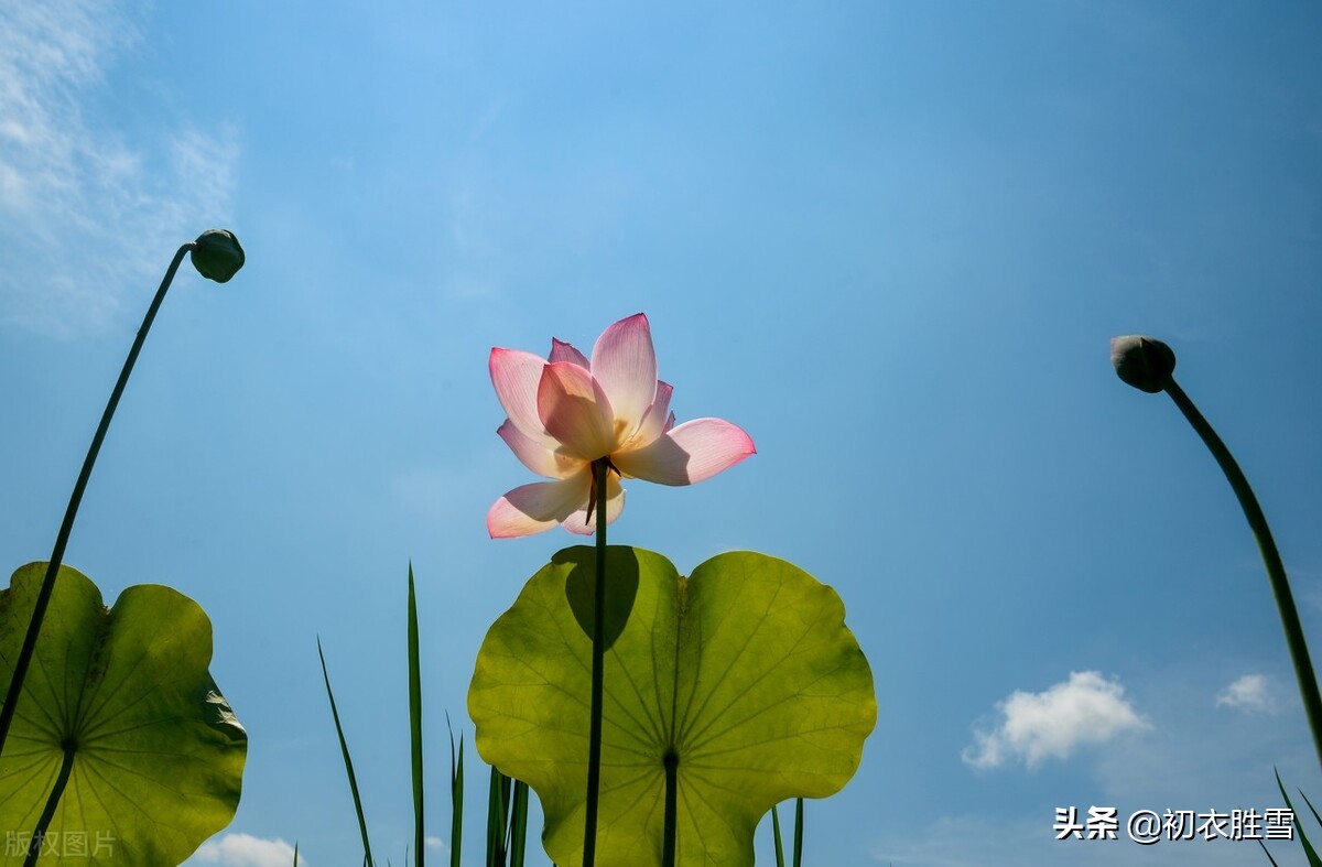 三伏古诗五首：三伏金藏暑正隆，古云伏日当早归