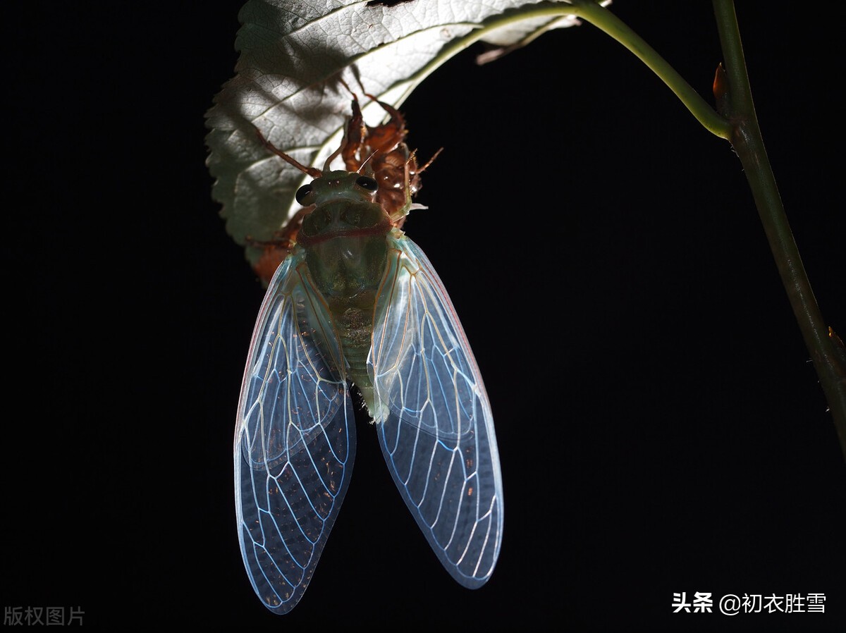 夏至蝉始鸣，古诗六首，解读古代蝉的神秘寓意以及演变