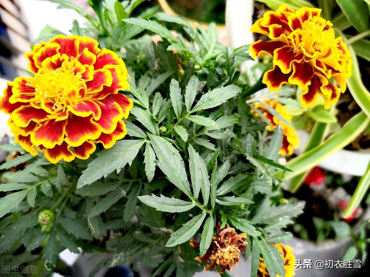 盛夏美花五月菊古诗词八首：道人移菊到山家，谁人着眼看荷花？