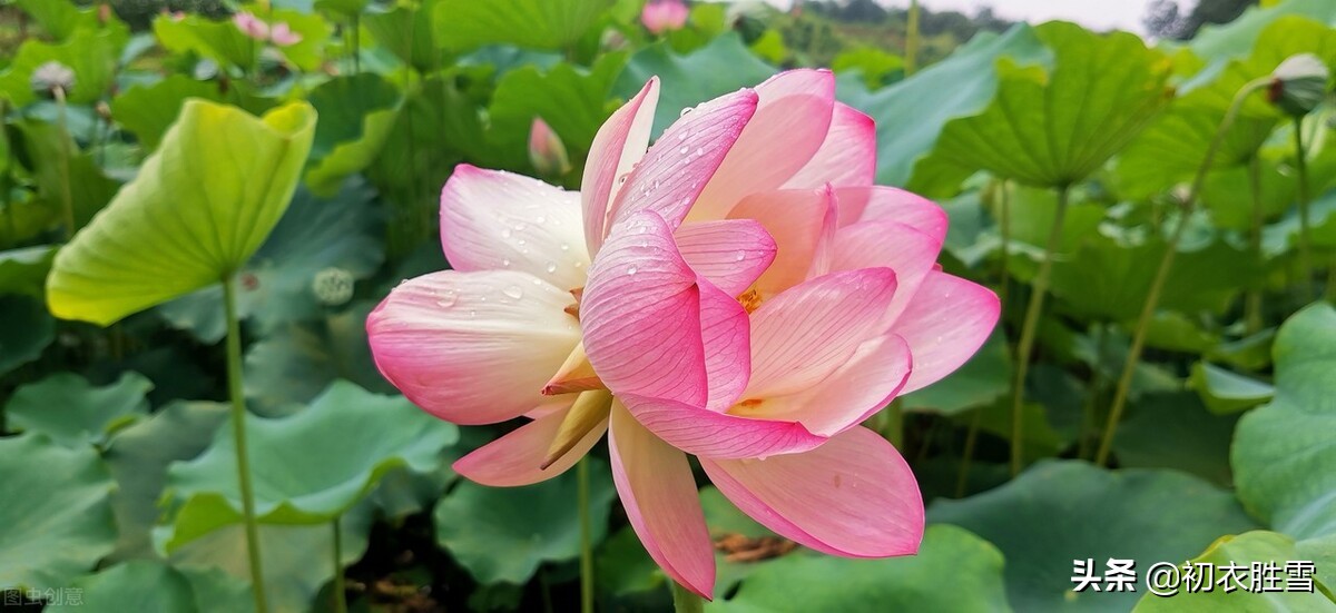 古诗八首，谈谈同心与同心莲，莲本同心，花开并蒂