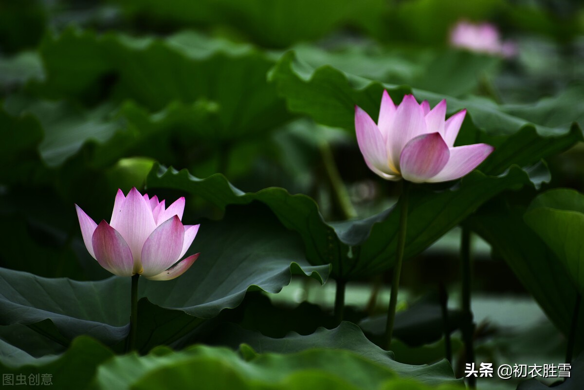 古诗八首，谈谈同心与同心莲，莲本同心，花开并蒂