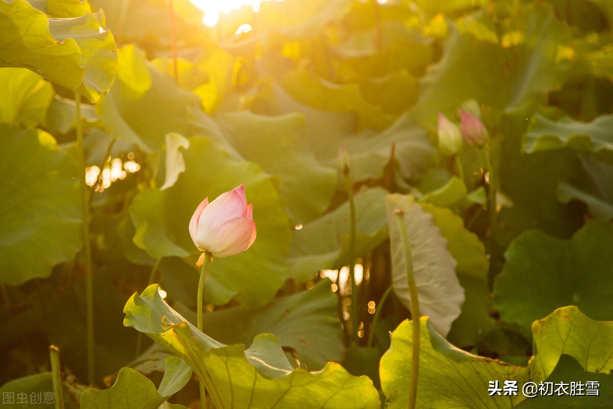 六月大火，七月流火，古诗六首谈谈盛夏大火星和流火