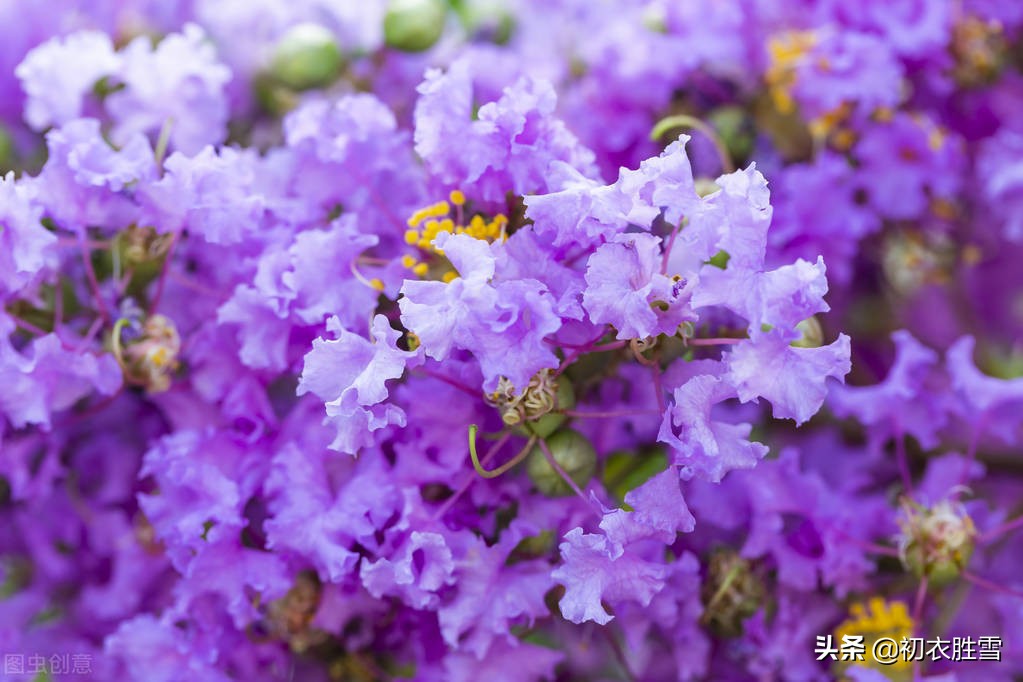 仲夏紫薇花六首，白居易的典雅，韩偓的沧桑，杨万里的乐观明丽