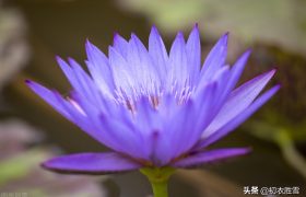 古诗词五首寻找睡莲，李白最爱的青莲，就是紫色睡莲