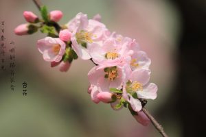 诗词·百花集：一季春风半抹红，三亩杏林粉黛浓